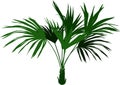 Home Palm tree