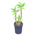 Home palm tree pot icon, isometric style Royalty Free Stock Photo