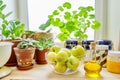 Home pantry, plants in pots, honey, chocolate paste, apples, bottle of olive oil Royalty Free Stock Photo