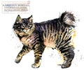 Home pet. breed of Cats series. cute kitten. watercolor domestic animal illustration.