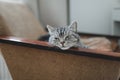 Home pet cute kitten cat lying in the chair with funny looking close up photo. Cute Scottish straight cat indoors. Cat Portrait