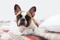 Home pet destroyer lies on the bed with a torn pillow. Pet care abstract photo. Small guilty dog with funny face. Royalty Free Stock Photo