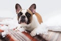 Home pet destroyer lies on the bed with a torn pillow. Pet care abstract photo. Small guilty dog with funny face.