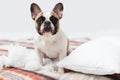 Home pet destroyer lies on the bed with a torn pillow. Pet care abstract photo. Small guilty dog with funny face. Royalty Free Stock Photo