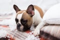 Home pet destroyer lies on the bed with a torn pillow. Pet care abstract photo. Small guilty dog with funny face. Royalty Free Stock Photo