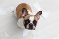 Home pet destruction on white bathroom floor with some piece of toilet paper. Pet care abstract photo. Small guilty dog with funny Royalty Free Stock Photo