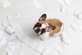 Home pet destruction on white bathroom floor with some piece of toilet paper. Pet care abstract photo. Small guilty dog with funny Royalty Free Stock Photo