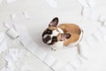 Home pet destruction on white bathroom floor with some piece of toilet paper. Pet care abstract photo. Small guilty dog with funny