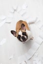 Home pet destruction on white bathroom floor with some piece of toilet paper. Pet care abstract photo. Small guilty dog with funny Royalty Free Stock Photo