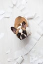 Home pet destruction on white bathroom floor with some piece of toilet paper. Pet care abstract photo. Small guilty dog with funny