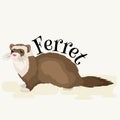 Home Pet, isolated ferret