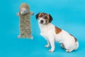 Home pet Jack Russell Terrier and her favorite dog toy close-up isolated on a blue background. The toy levitates Royalty Free Stock Photo