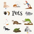 Home pets set, cat dog parrot goldfish hamster, domesticated animals Royalty Free Stock Photo