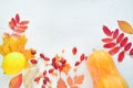 Home pharmacy: pumpkin, lemon, ginger, sea buckthorn, autumn leaves on a white background. For the treatment of colds