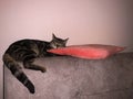 Home photography: cute cat sleeping on a pink lip shape pillow