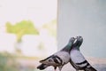 Home Pigeon couples in Love, Romance, Valentine, Royalty Free Stock Photo