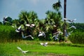 Home pigeons or domestic pigeons flying high from the ground against green trees. Freedom birds flying