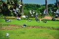 Home pigeons flying over the green paddy fields. A flock of domestic pigeons or doves flying to the sky Royalty Free Stock Photo