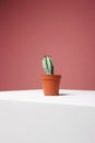 Home Plant abstract still life. Cactus