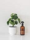 Home plant care concept. Pilonia flower and glass water dispenser bottle on white background Royalty Free Stock Photo