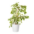 Home plant - Ficus Benjamina in a pot isolated on a white background Royalty Free Stock Photo