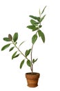 Home plant ficus in a clay pot isolated. Ficus flower on the white background Royalty Free Stock Photo