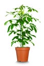 Home plant in flowerpot. Royalty Free Stock Photo
