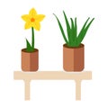 Home plant in flowerpot on brown table.Spring colorful flowers in pots. A creative vector illustration with white background