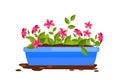 Home plant flowerpot cartoon vector illustration isolated on white, pink agrostemma, green leaves, soil. Royalty Free Stock Photo