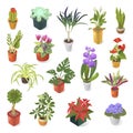 Home plant for green home decoration isometric icon set