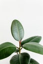 Home plant green leaf ficus benjamina, elastica on a light background