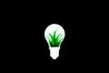 Home plant in lamp bulb isolated on black background. New idea concept Royalty Free Stock Photo