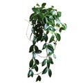 Home plant, Liana, Hoya, blank for interior decoration Royalty Free Stock Photo