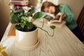 Home plant in light pot on wooden table. Bored teenage girl leafing through book in the background in defocus