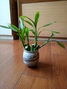 Home plant Lucky Hoki Bamboo Royalty Free Stock Photo