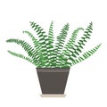 Home plant Nephrolepis in flat style. Modern elegant home decor. Vector illustration isolated on white background Royalty Free Stock Photo