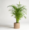 Home plant palm howea forsteriana tree in a jute pot on a white background. Pandemic hobbies and urban gardening