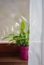 Home plant in pink flower pot on room window sill on blurred city natural background Royalty Free Stock Photo