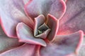 Home plant pink succulent close-up. Macro. Beautiful floral background