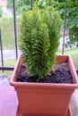 Home plant in a pot close-up on the terrace. Green home cypres in a vase