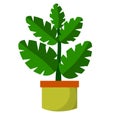 Home plant in pot. Large green leaves.Element of decoration and gardening. Hobbies and flora. Cartoon flat illustration