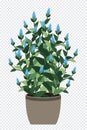 Home plant. Potted plant isolated. Decorative green houseplant in pot. Plant in pot. Vector illustration Royalty Free Stock Photo