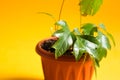 Home plant Rhoicissus in a pot. Green house, plant care, vine of the grape variety Royalty Free Stock Photo