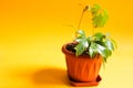 Home plant Rhoicissus in a pot. Green house, plant care, vine of the grape variety Royalty Free Stock Photo