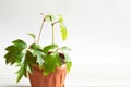 Home plant Rhoicissus in a pot. Green house, plant care, vine of grape variety Royalty Free Stock Photo