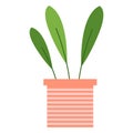 Home plant with three leaves in striped flower pot