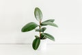 Home plant in white flower pot, green leaf ficus benjamina, elastica on a light background Royalty Free Stock Photo