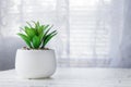 Home plant in a white pot on a white window background. Green indoor plants