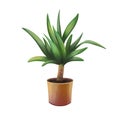 Home plant Yucca