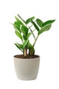 Home plant Zamioculcas isolated on white, also known as Zanzibar gem in home interior